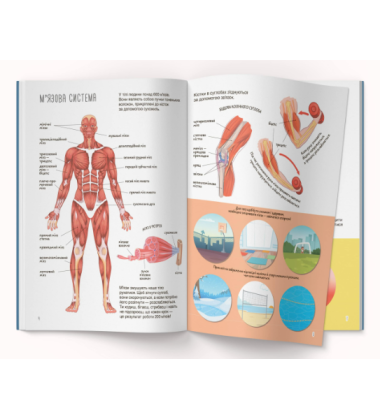 Книжка з наліпками. Тіло людини