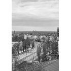 Нас вирвали з корінням
