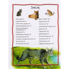 100 фактів про котів і кошенят