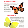 Метелики. Велика книжка