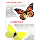 Метелики. Велика книжка