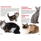 Велика книжка. Кішки