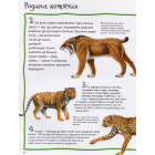 100 фактів про котів і кошенят