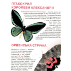 Метелики. Велика книжка