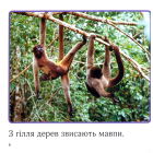 Джунглі